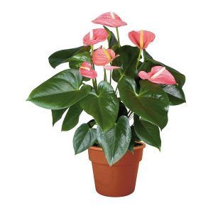 Anthurium Pink