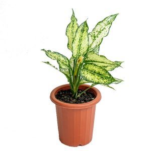 Aglaonema Snow White
