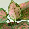 Aglaonema Pink Plant - Image 2