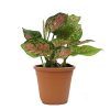 Aglaonema Pink Plant