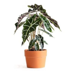 Alocasia Hybrid