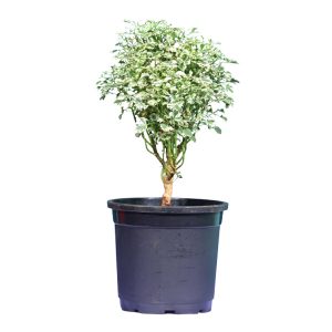 Aralia Miniature White