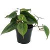 Heart Leaf Philodendron Plant