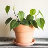 Heart Leaf Philodendron Plant - Image 4