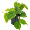 Heart Leaf Philodendron Plant - Image 3