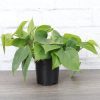 Heart Leaf Philodendron Plant - Image 2