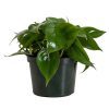 Heart Leaf Philodendron Plant - Image 5