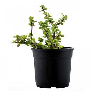 jade plant