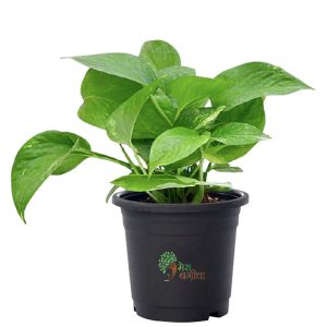 Money Plant, Scindapsus