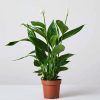 Peace lily plant
