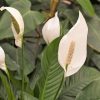 Spathiphyllum