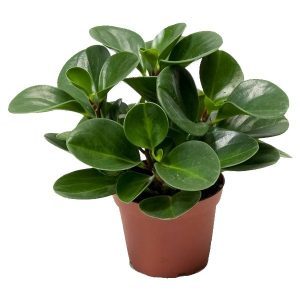 Peperomia Magnoliifolia