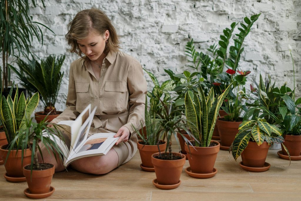 about us | mera baghicha | Indoor Plants in india | online indoor plants