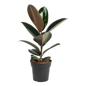 Rubber Plant, Small Size