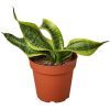 Snake Plant, Sansevieria Trifasciata