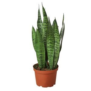 Sansevieria Zeylanica