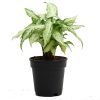 Syngonium Mini Pixie Plant - Image 3