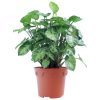 Syngonium Mini Pixie Plant - Image 2