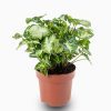 Syngonium Mini Pixie Plant