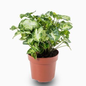 Syngonium Mini Pixie Plant