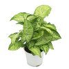 Syngonium Variegated Plant - Image 3