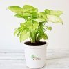 Syngonium Variegated Plant