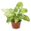 Syngonium Variegated Plant - Image 2