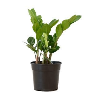 ZZ Plant, Zamioculcas Zamiifolia