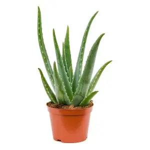Aloe Vera Plant