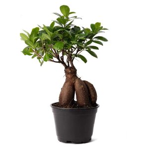 Ficus Bonsai Plant