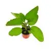 Bryophyllum Plant - Image 2
