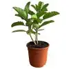 Bryophyllum Plant