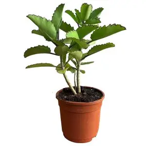 Bryophyllum Plant
