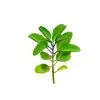 Bryophyllum Plant - Image 3