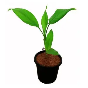Turmeric Plant