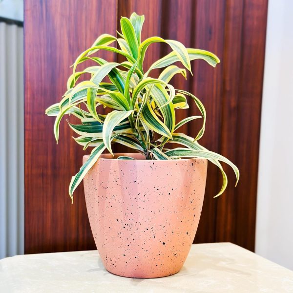 Marble Terrazzo Terracotta Pot - Image 4