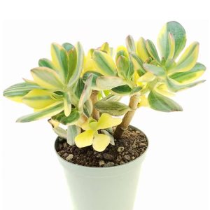 Crassula Sunset Jade