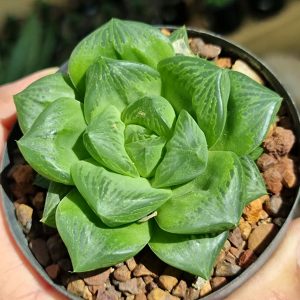 Haworthia Cuspidata
