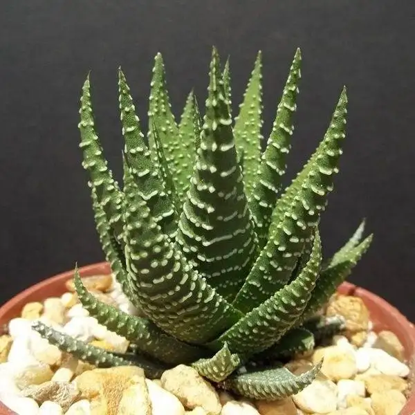 Haworthia Zebra