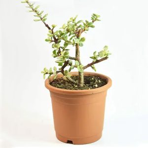 Elephant bush