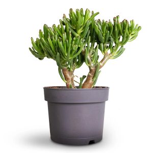 crassula ovata gollum