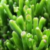 Crassula Ovata Gollum - Image 2