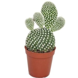 Bunny Ear Cactus White