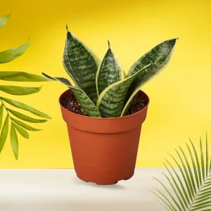 Sansevieria Dwarf
