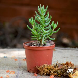 Crassula Tetragona