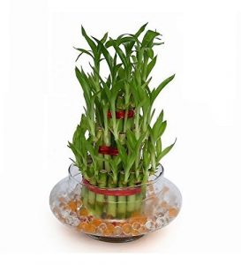 3 Layer Lucky Bamboo Plant