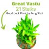 3 Layer Lucky Bamboo Plant - Image 5