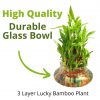 3 Layer Lucky Bamboo Plant - Image 6