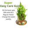3 Layer Lucky Bamboo Plant - Image 4