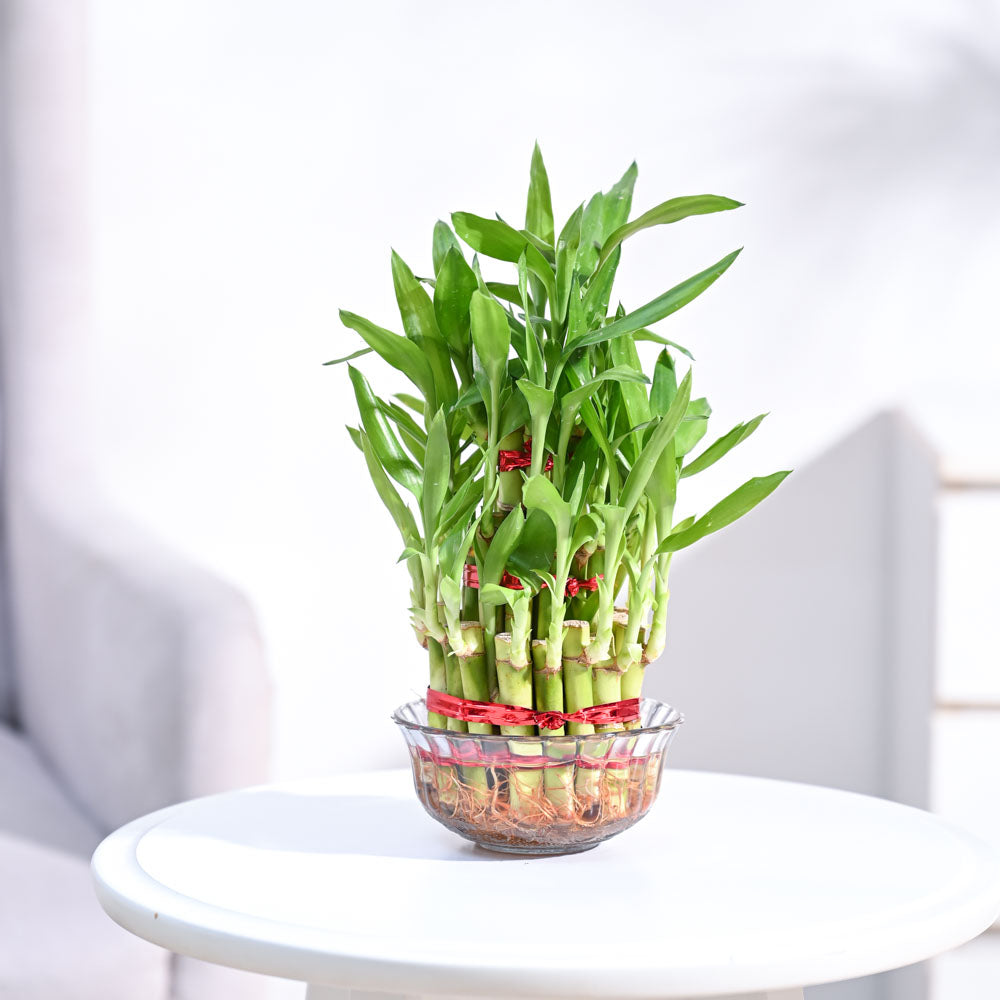 Caring Tips for Feng Shui Lucky Bamboo Plant